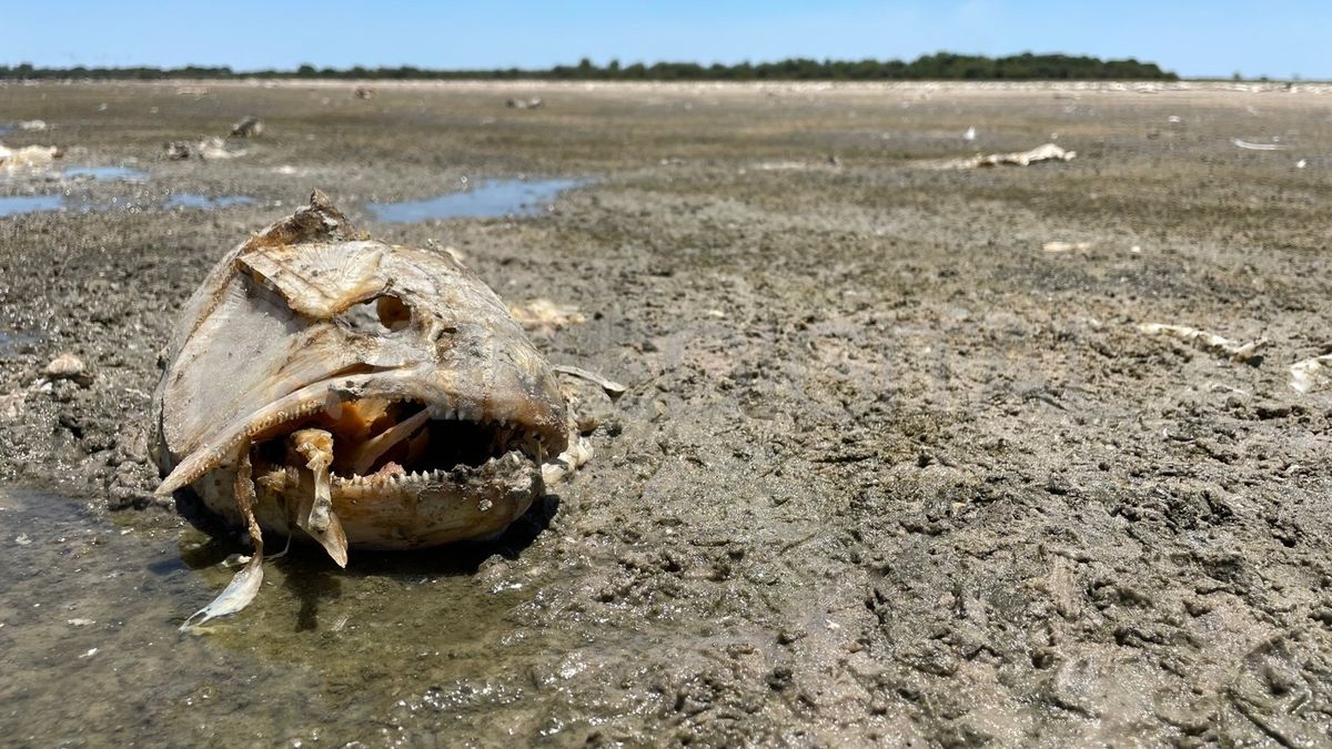 Muerte Masiva De Peces En La Laguna Del Plata Autoridades Recorren La