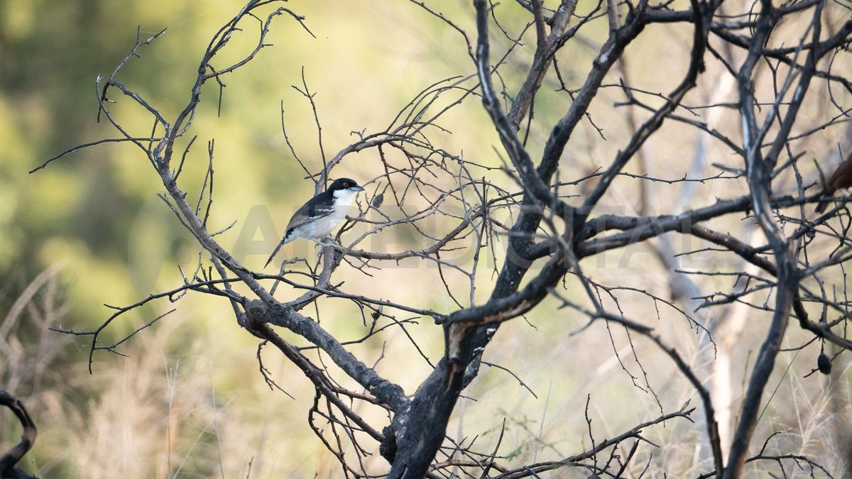 Cómo son los senderos del Parque Provincial Cayastá la reserva que