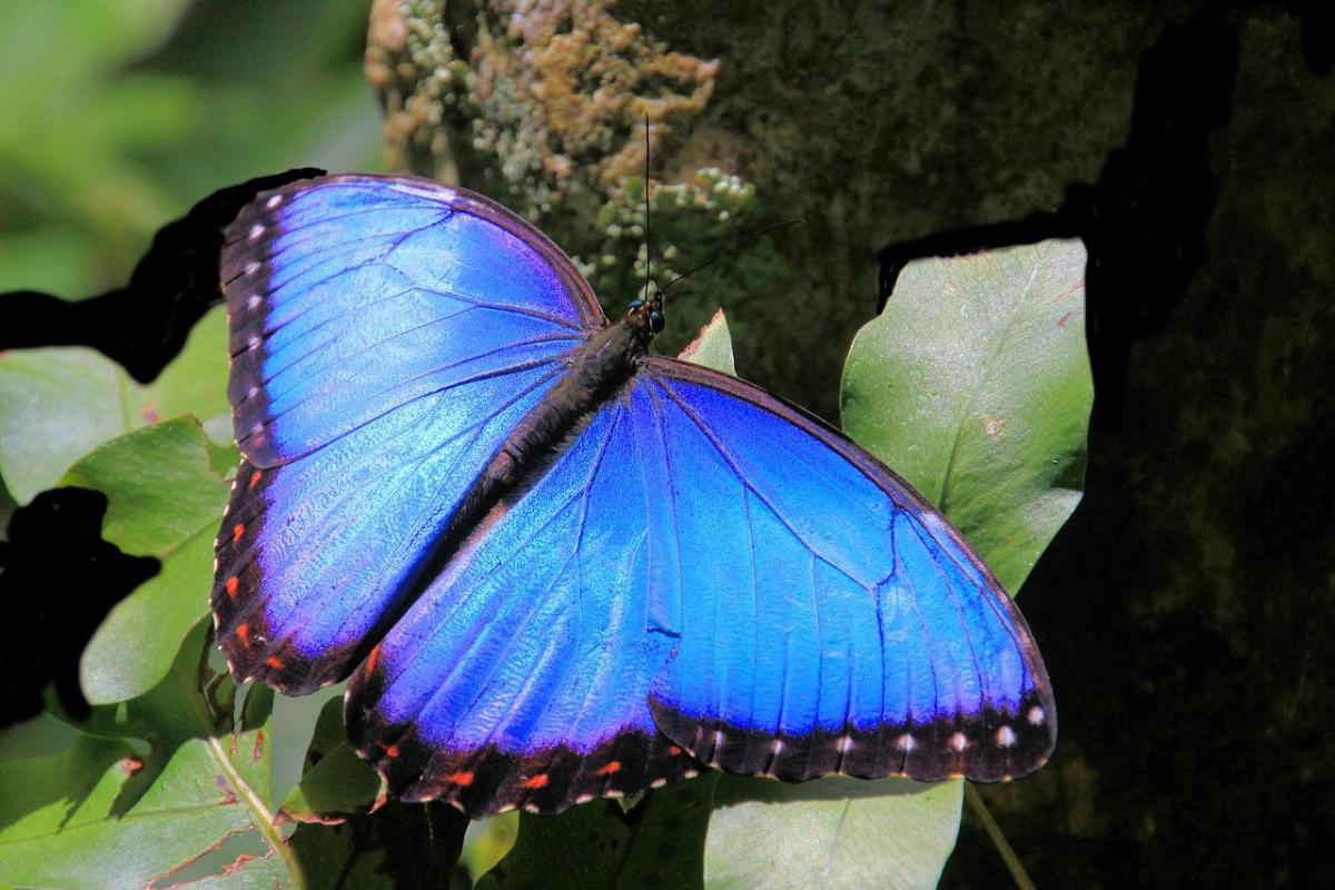 Qu Significan Las Mariposas Seg N Su Color