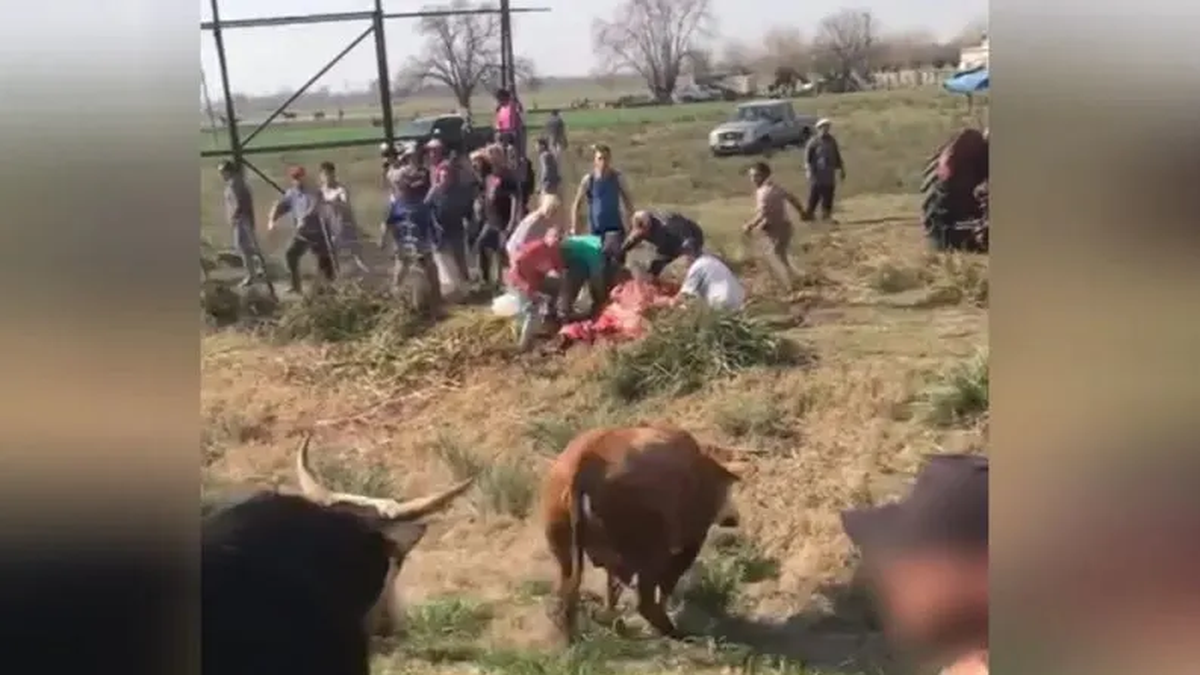 Chacabuco Volc Un Cami N En La Ruta Y Los Vecinos Faenaron Las Vacas