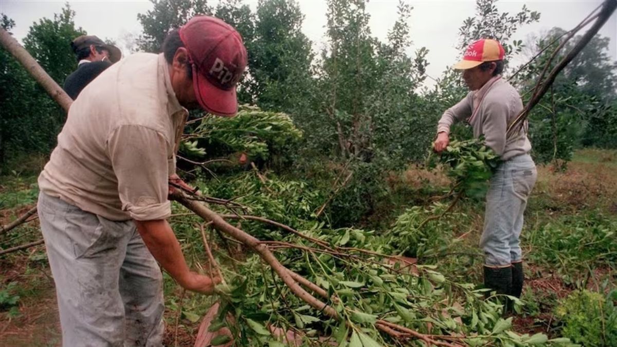 Misiones productores rechazan la ley que prohíbe utilizar glifosato y