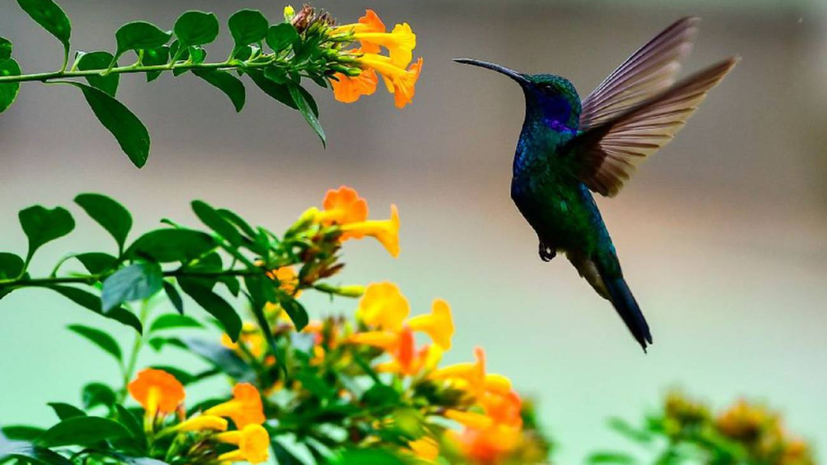 El colibrí una especie en peligro de extinción