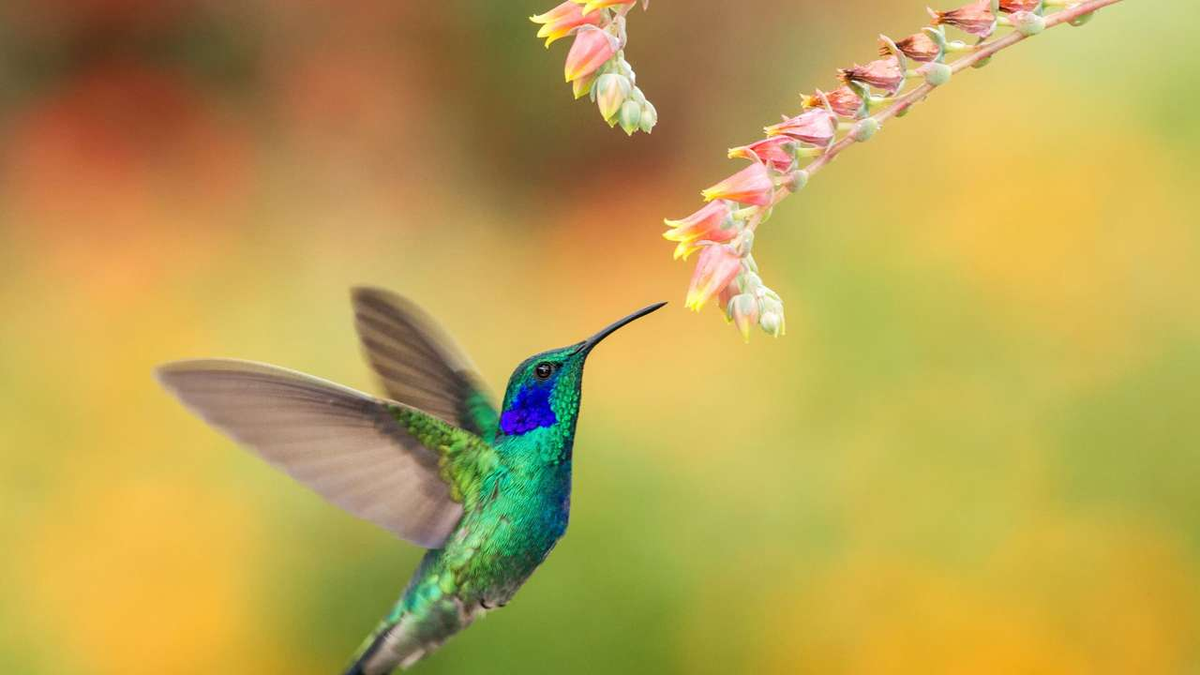 Introducir 48 Imagen Que Significa Ver Un Colibri Viaterra Mx