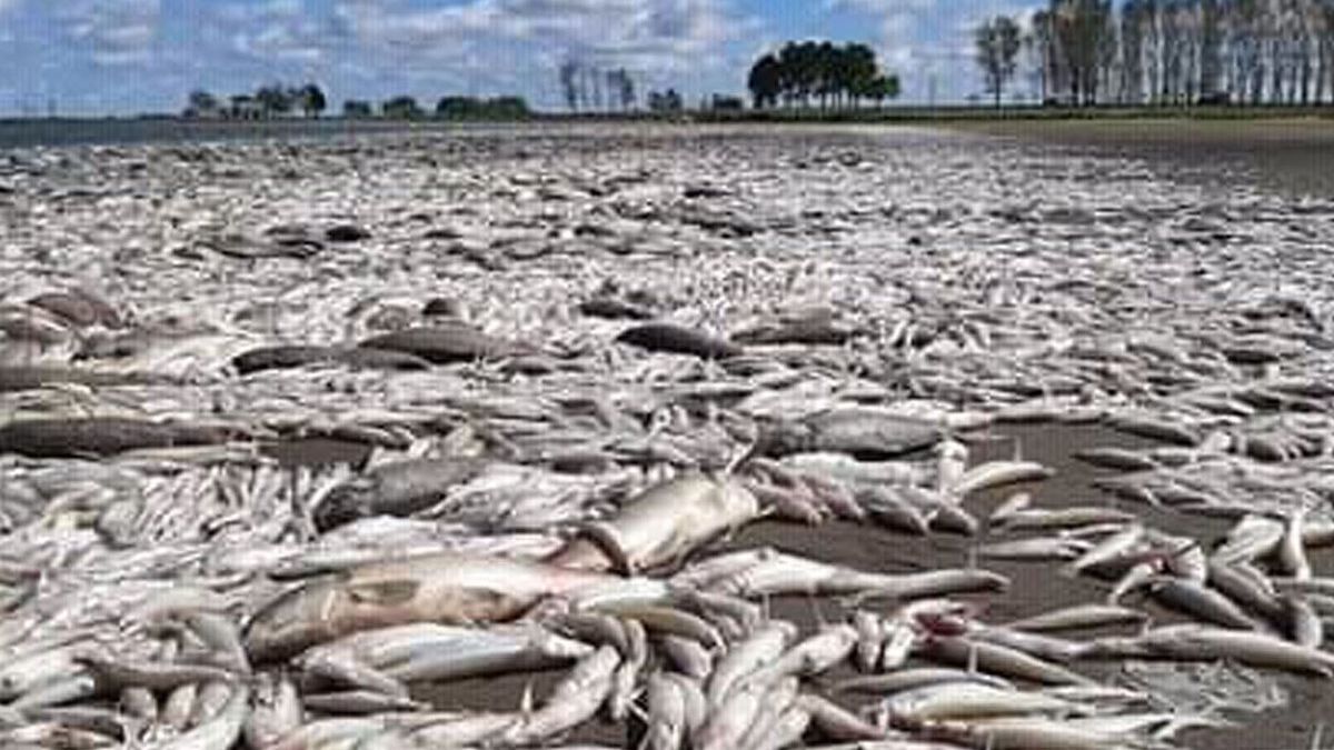 Impactante miles de peces aparecieron muertos en una laguna de Junín