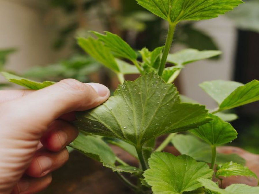 Como Poder Detectar Enfermedades En Tus Plantas