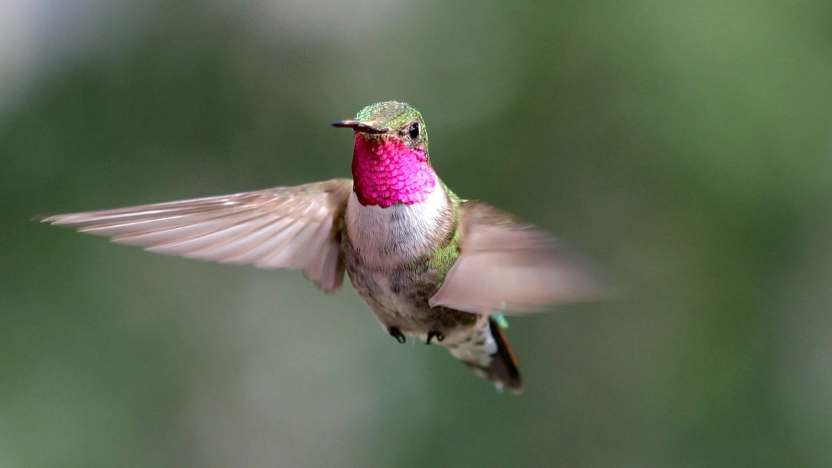 El increíble significado de que un colibrí se acerque a ti