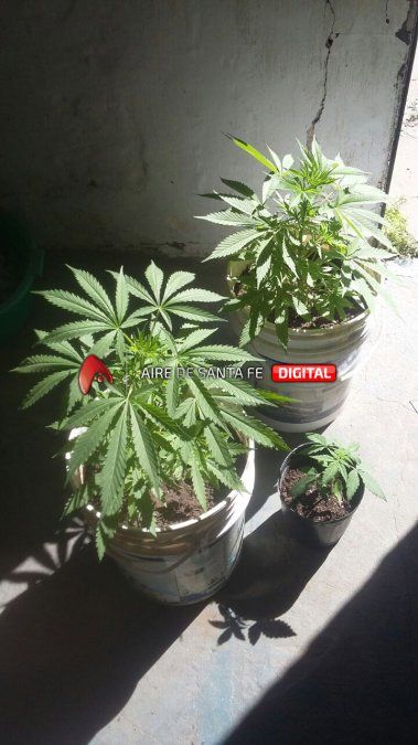 Buscaban Elementos Robados Y Encontraron Plantas De Marihuana