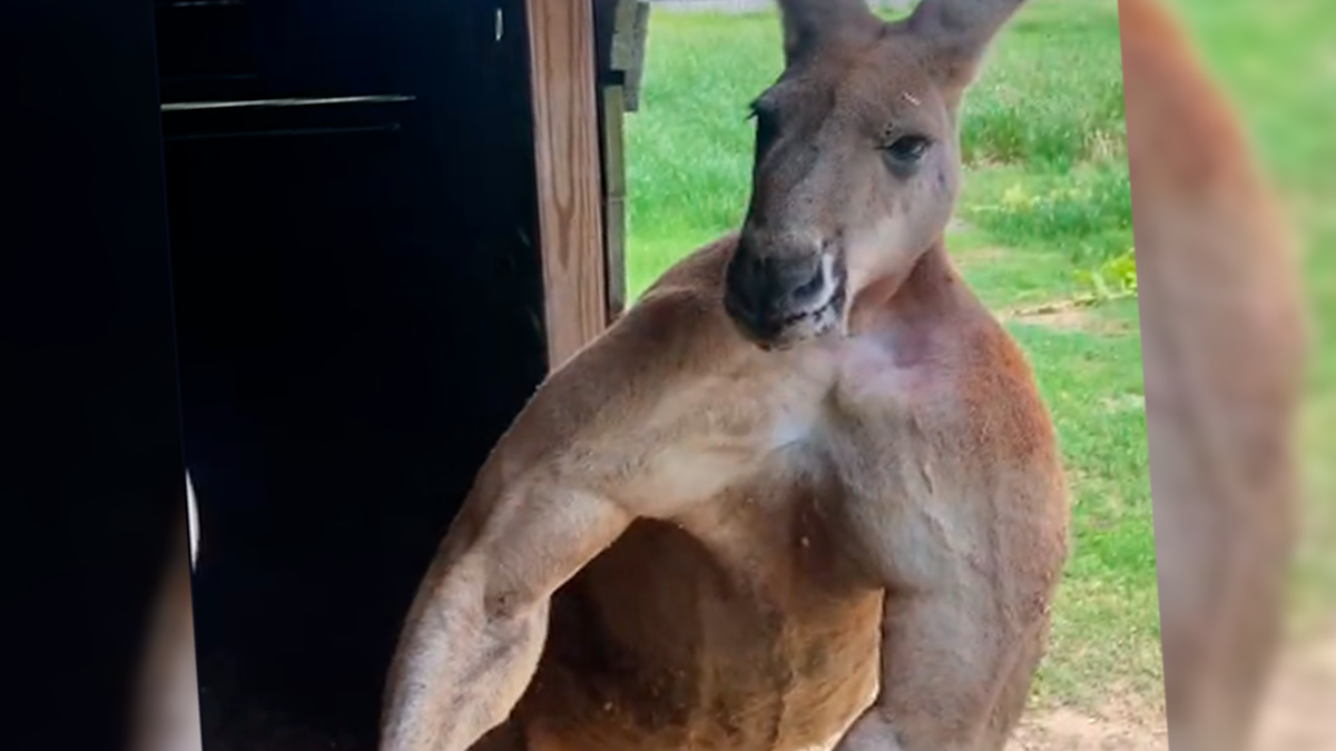 Un canguro mostró sus músculos y se volvió viral en TikTok