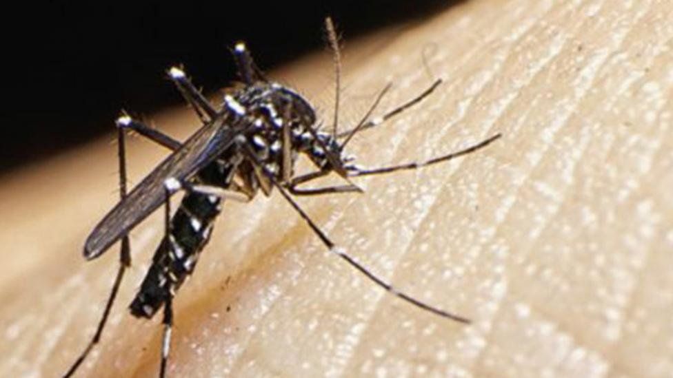 El mosquito que transmite el dengue es conocido científicamente como Aedes aegypti. Tiene un cuerpo pequeño, y es oscuro (negro) con escamas blancas plateadas que le dan a las patas un aspecto de bandeado y unas características bandas en el tórax a modo de lira.