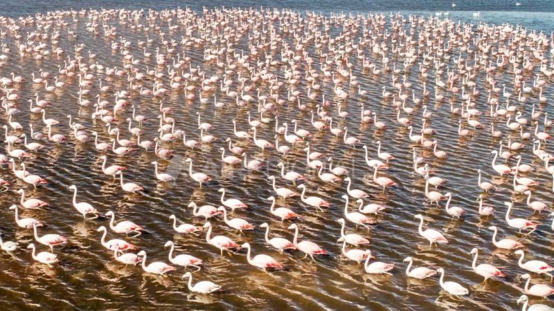 La comunidad de flamencos que se puede observar en la laguna Añapiré, cerca de Campo Andino.