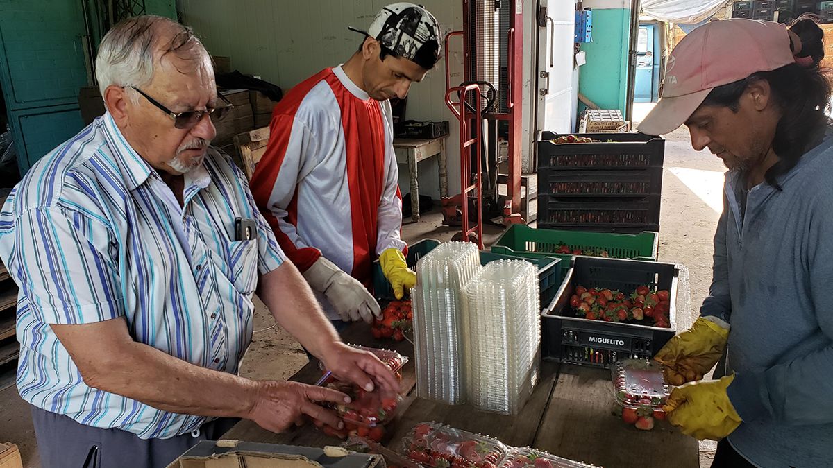 Tato García supervisa el embalaje final de las frutillas.