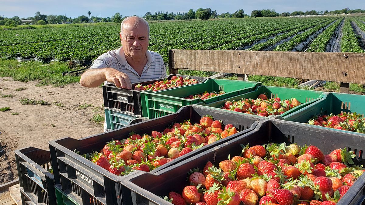 Miguel García controla la calidad de las frutillas luego de la cosecha.