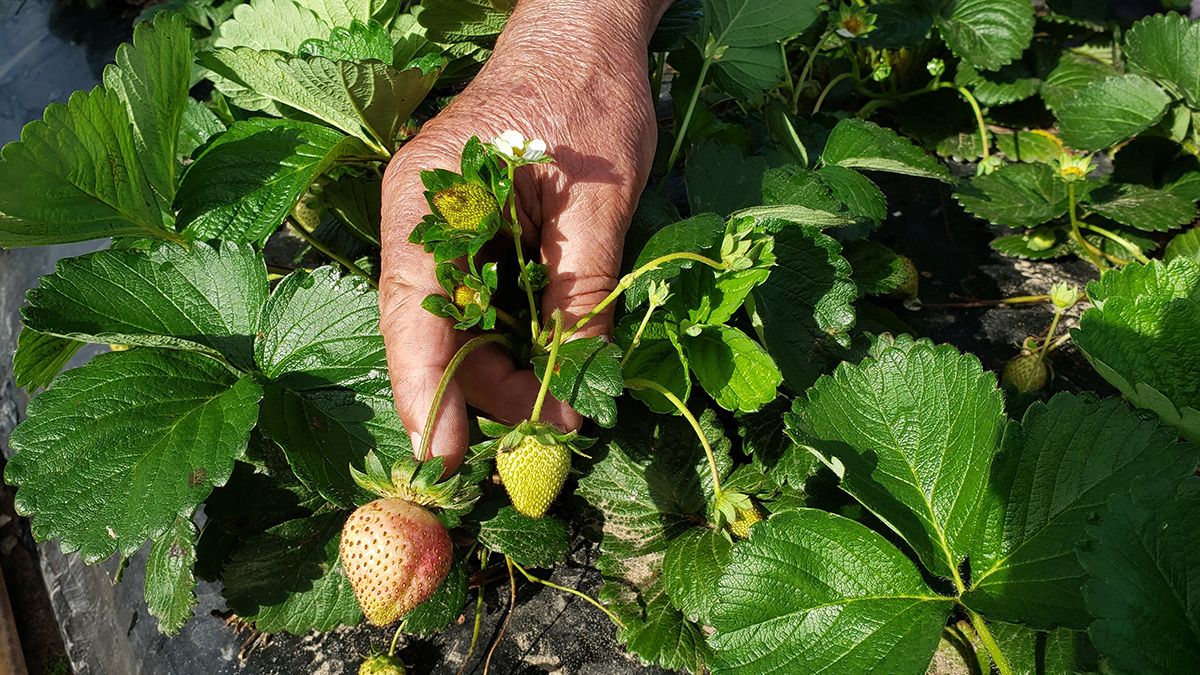 Los García: pasión por las frutillas 