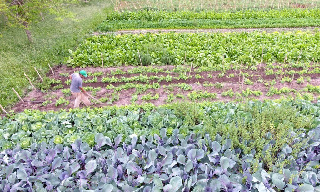 La agricultura familiar representa una fuente de sustento para millones de personas.