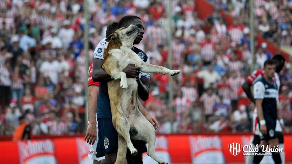 Falleció "Robertito", el perro que jugó para Unión por unos minutos - Aire de Santa Fe - La Gran Radio