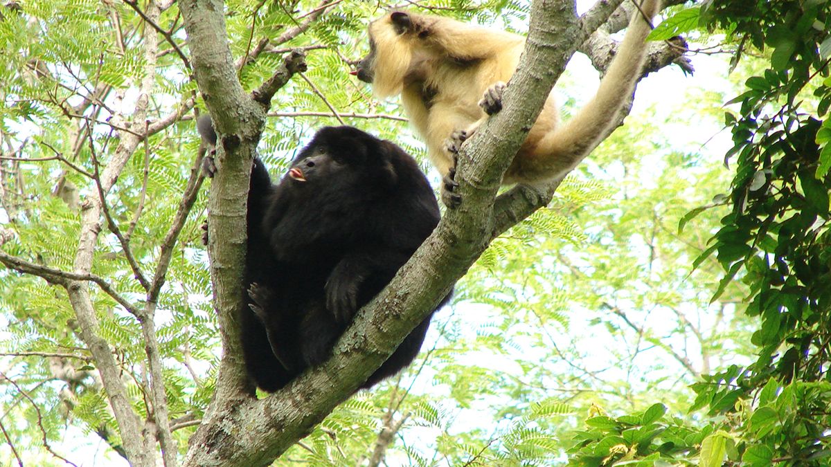 En la Argentina, la especie está considerada vulnerable por la deforestación, el avance de la frontera agrícola y su sensibilidad al virus de la fiebre amarilla.