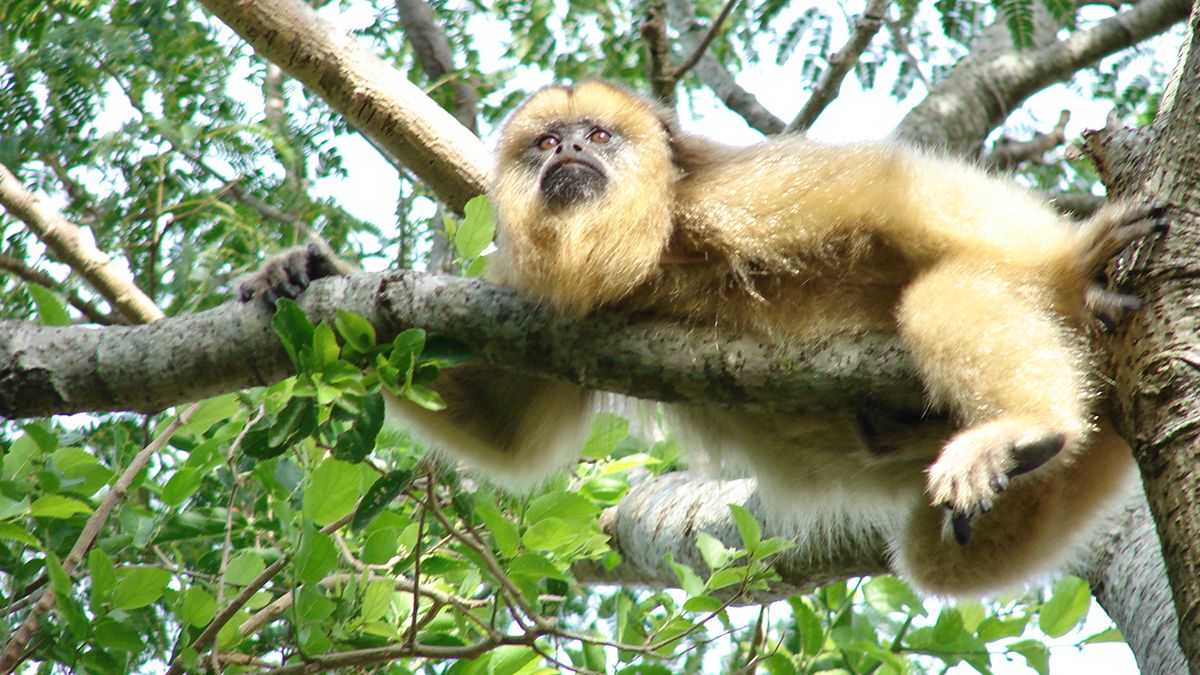 Los monos carayá duermen hasta 14 horas por día. Hacen largas siestas en las ramas largas y gruesas de los árboles de las islas.