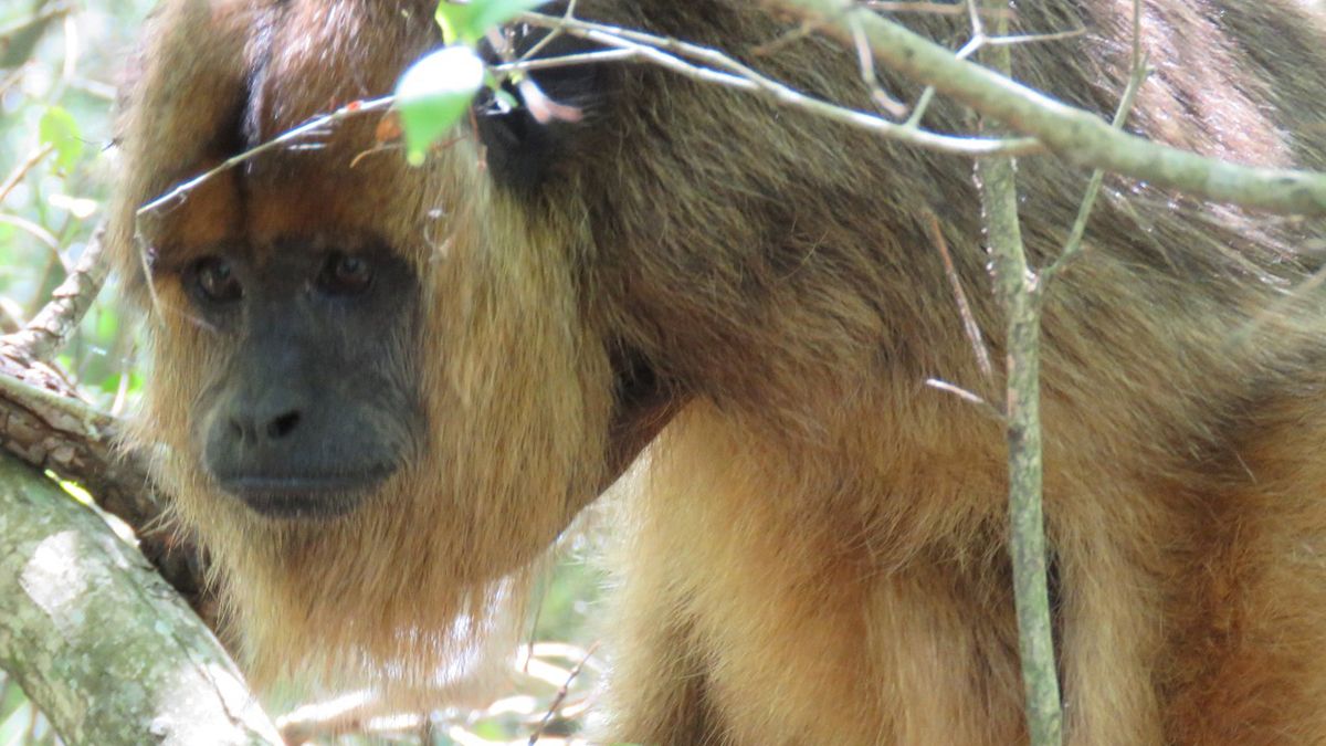 Los monos carayá se alimentan de hojas y frutas de unas 30 especies de árboles en la selva de inundación del tramo medio del río Paraná.