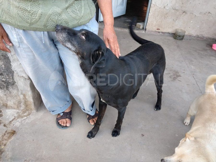 El animal atacó al intruso y salvó a su dueña.