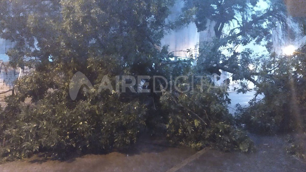 Árbol caído en Pasaje Lassaga al 3.400 de Santa Fe.