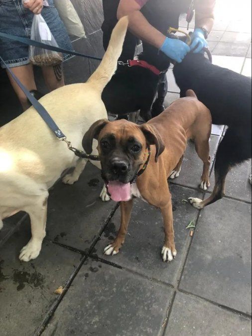 Algunos de los dueños de los perros se encontraban fuera del país
