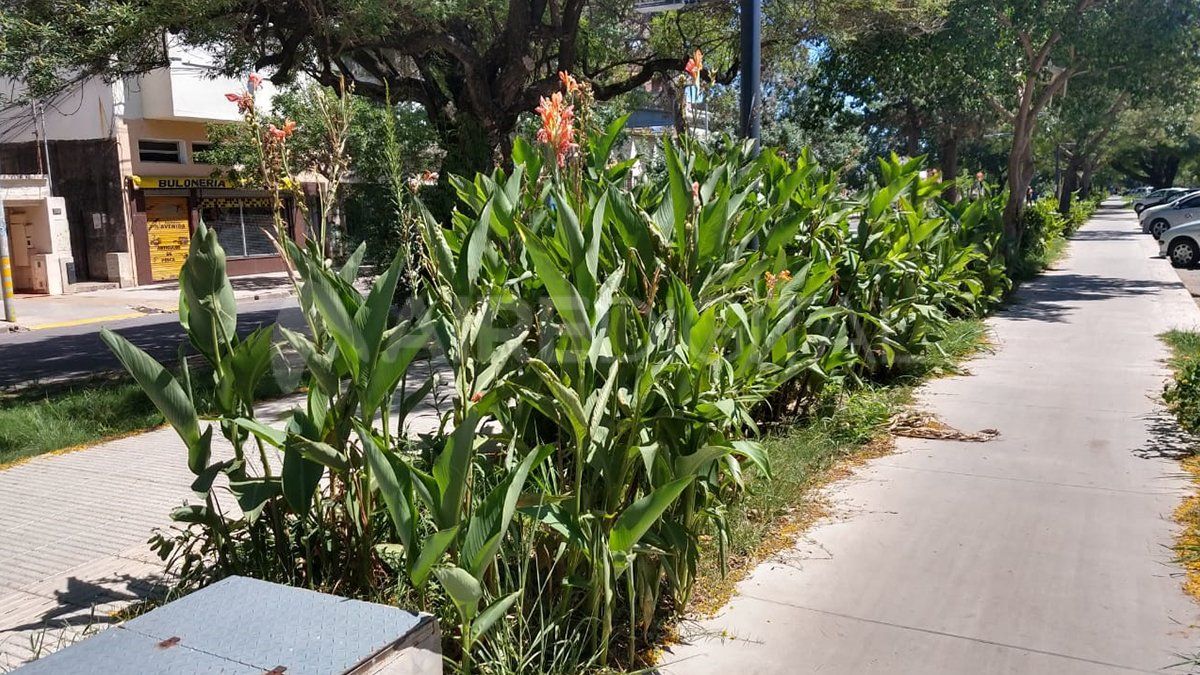 Los vecinos sostienen que desde hace un mes no se realizan mantenimientos.