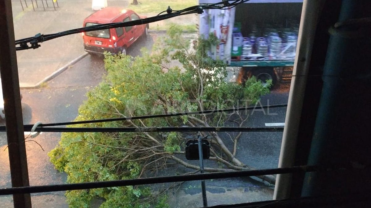 Un árbol cayó en pleno Bulevar durante la tormenta.