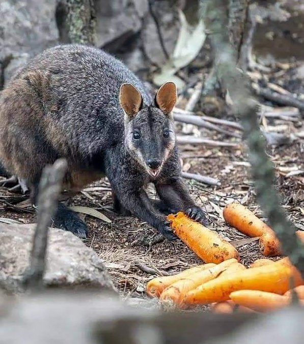 Los incendios arrasaron una superficie de más de 8 millones de hectáreas, dejaron 26 muertos y se calcula que mil millones de animales salvajes murieron.