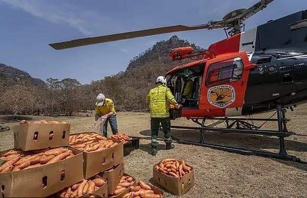 El gobierno de Nueva Gales del Sur está instalando cámaras para observar el consumo de la comida por parte de los animales.