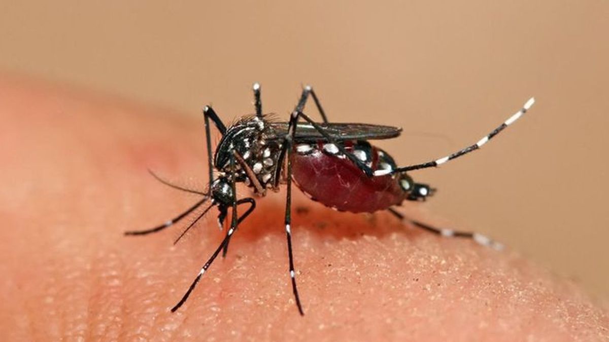 El mosquito Aedes aegypti es el principal vector de los virus que causan el dengue.