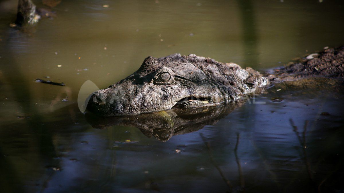 El río Orinoco marca la frontera sur del hábitat de los cocodrilos en el continente americano. Debajo de este río sólo hay caimanes como los yacarés que se pueden ver en Santa Fe.