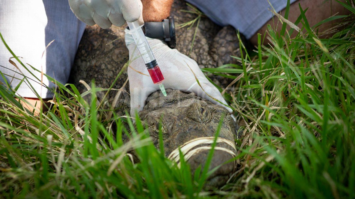 Los análisis de sangre son importantes para los estudios genéticos que luego se realizarán en el laboratorio molecular del Instituto de Investigación Tropical Smithsonian en Panamá.
