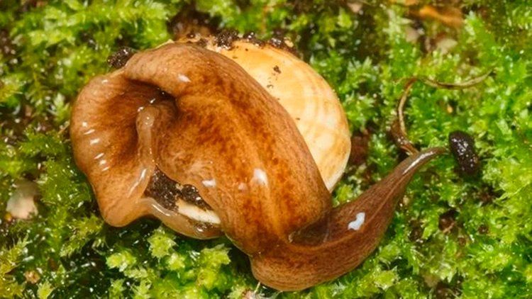El O. Nungara está comiendo un caracol
