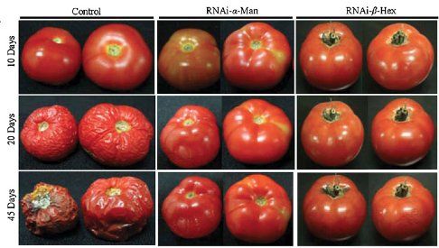 Tipos de tomates transgénicos