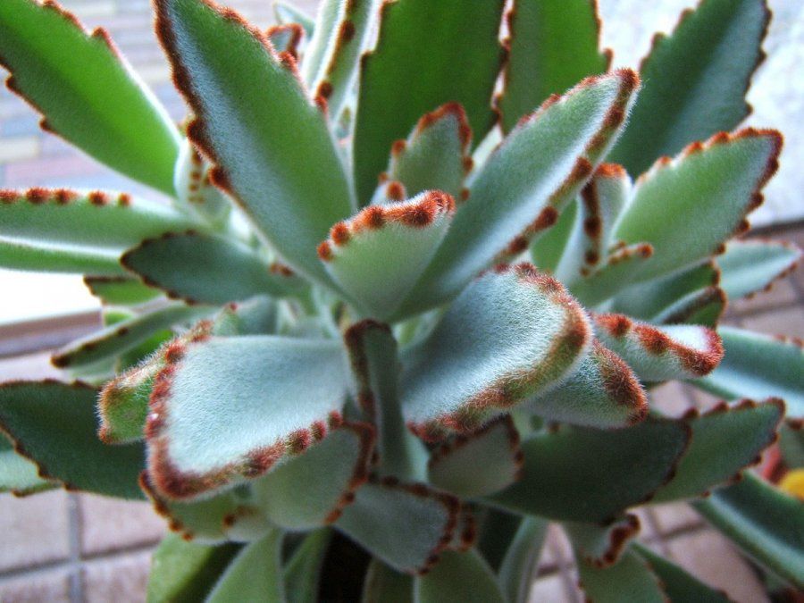 KALANCHOE TOMENTOSA
