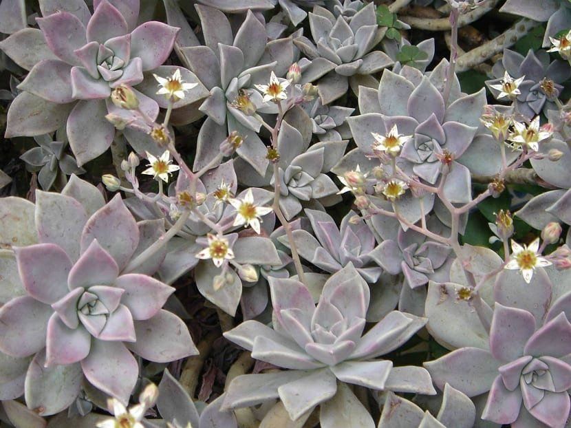 GRAPTOPETALUM PARAGUAYENSE 