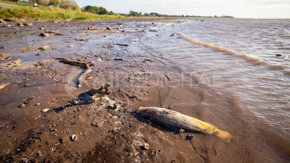 En la laguna Setúbal se puede observar peces muertos en la orilla y muchos quedan varados en las zonas en las que hay poca profundidad.