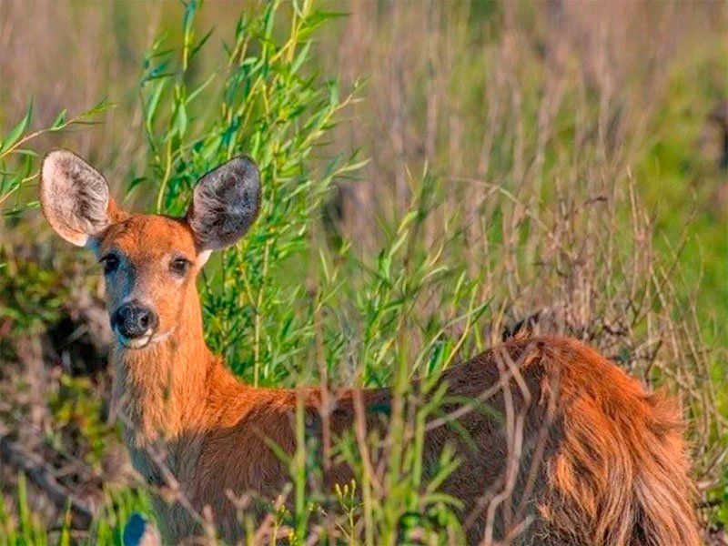 Ciervo de los pantanos en el Delta del Paraná