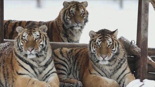 Rey Tigre