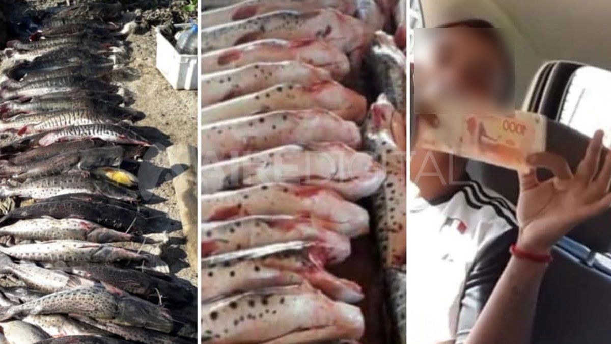 Durante las últimas semanas se multiplicaron los casos de personas que muestran en sus redes sociales cómo depredan los ríos de la región gracias a la bajante.