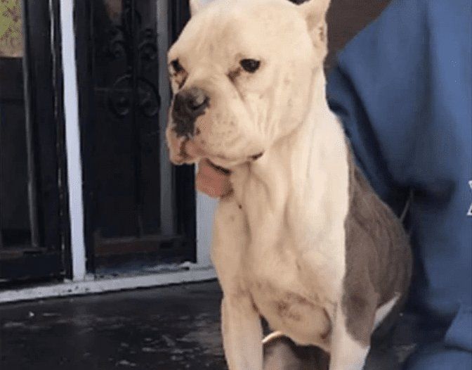 VIDEO VIRAL: Perro que dormía sobre la basura fue rescatado por una mujer