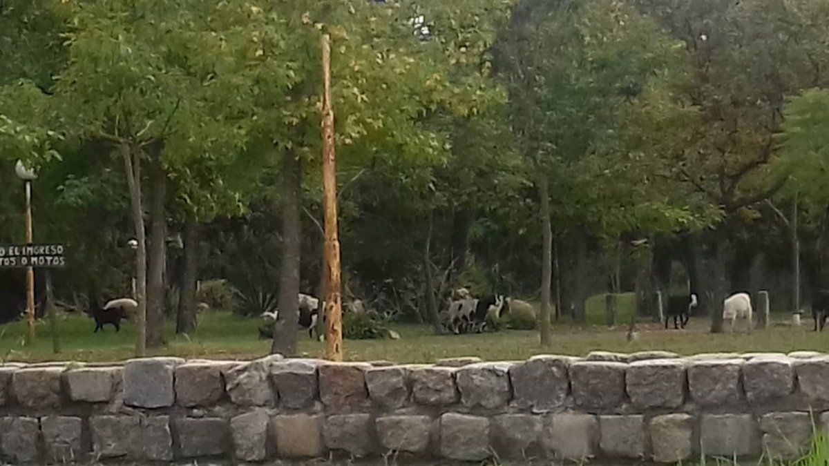 La foto de los animales en el Jardín Botánico que circuló por las redes sociales.