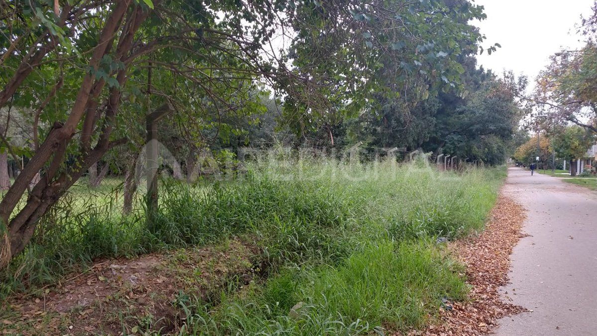 En la vereda que está al costado del Botánico, "los yuyos" no se cortan desde hace meses.