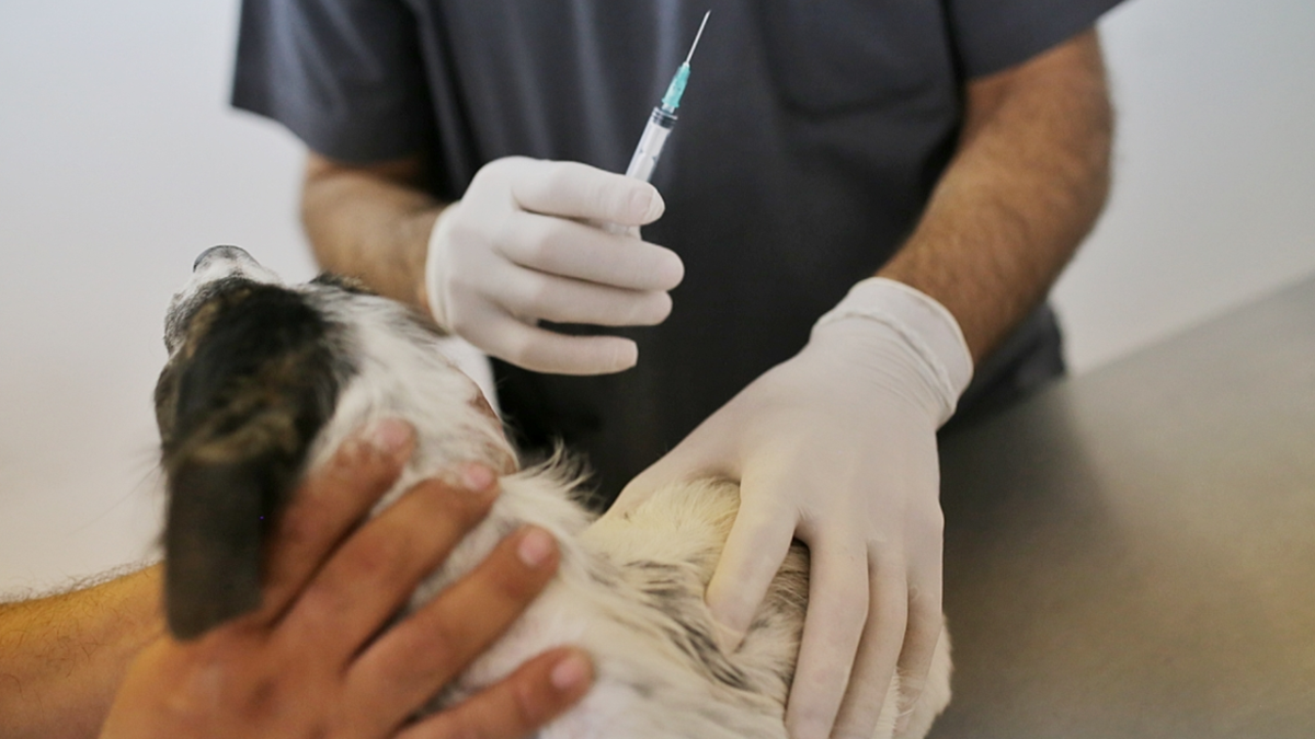 Los animales serán atendidos con turnos.