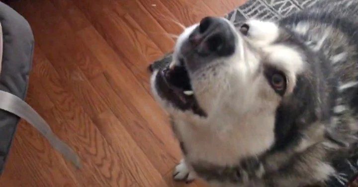 El tierno encuentro entre el perro de la casa y el bebé recién nacido.