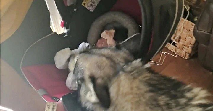 El tierno encuentro entre el perro de la casa y el bebé recién nacido. 