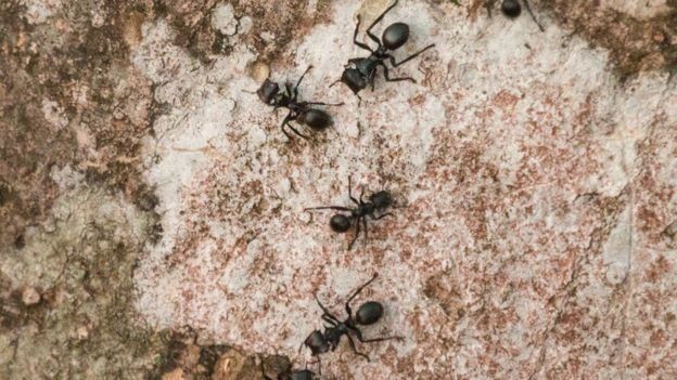 Las hormigas tortuga buscan diversificar sus estrategias de adaptación