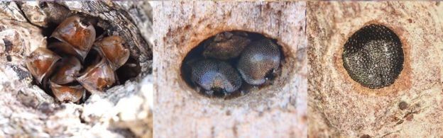 Las hormigas tortugas soldado tienen distintas formas de bloquear sus túneles, según la forma de sus cabezas