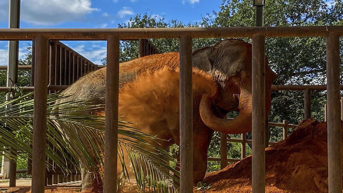 Mara jugando con tierra durante su jornada de estadía en el corral de preadaptación del Santuario.