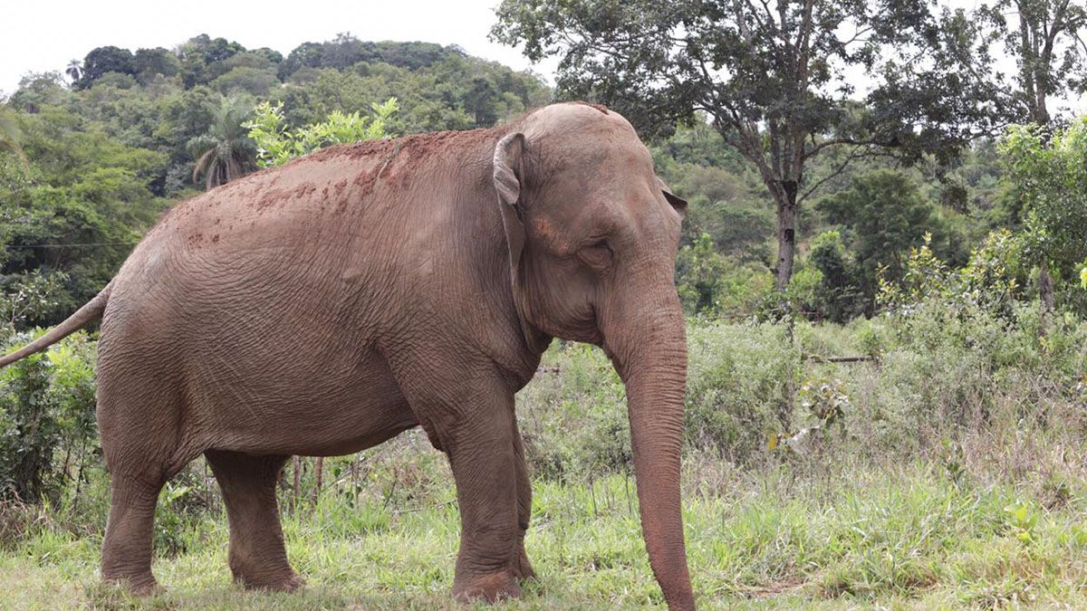 En el primer día de preadaptación en el Santuario, Mara pastó por primera vez en sus más de 50 años.